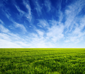 Obraz premium Green field and blue sky
