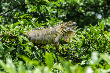 Costa Rica iguana bridge