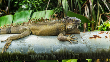 Costa Rica iguana bridge