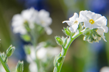 Weiße Vergissmeinnicht