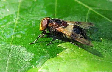 Waldschwebfliege fly (Volucella pellucens) on green leaf background, closeup