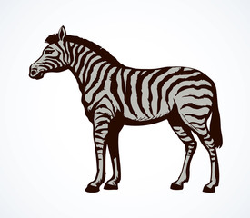 Fototapeta na wymiar Zebra. Vector drawing