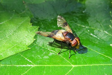 Waldschwebfliege fly (Volucella pellucens) on green leaf background, closeup.