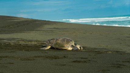 Costa Rica corcovado turtle nesting eggs on the beach