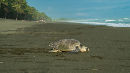 Costa Rica corcovado turtle nesting eggs on the beach