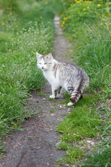Naklejka na ściany i meble street gray white cat sitting on the road in the grass
