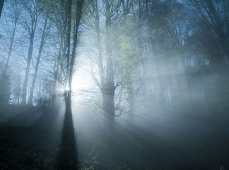 Fototapeta premium sunlight illuminating the forest.trabzon