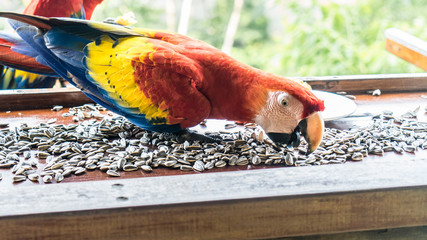 Costa Rica ara red parrots corcovado
