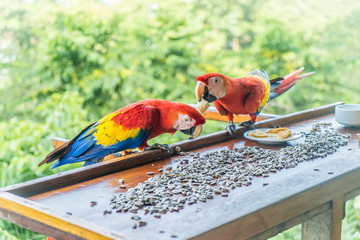 Costa Rica ara red parrots corcovado