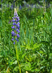 Blossom of one violet lupine on the green field of lupines, close up