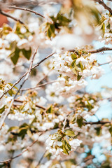 White cherry blossom background with beautiful blurred bokeh effect.