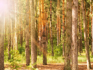 Forest trees backlit by golden sunlight before sunset with sun rays pouring through trees on forest floor illuminating pine trunks