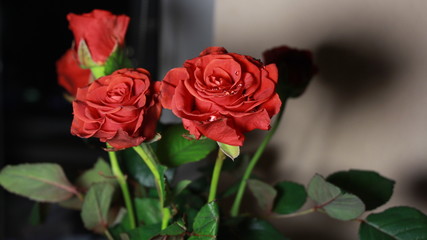 red roses on a black background