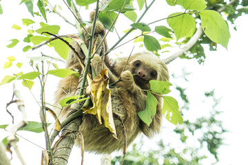 Costa Rica sloth hanging tree sloth © EnricoPescantini