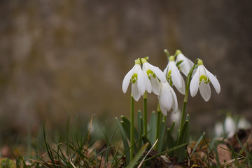 Group of snowdrops (Galanthus plicatus) growing in meadow.
