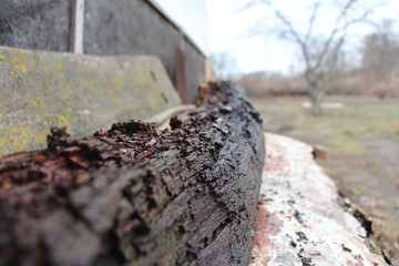 logs in the forest