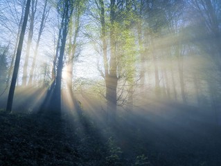 Obraz premium sunlight illuminating the forest.trabzon