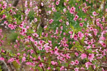 background of spring blossom tree with pink beautiful flowers. selective focus