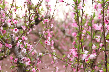 background of spring blossom tree with pink beautiful flowers. selective focus