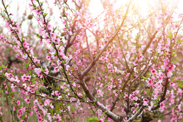 background of spring blossom tree with pink beautiful flowers. selective focus