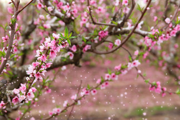 background of spring blossom tree with pink beautiful flowers. selective focus