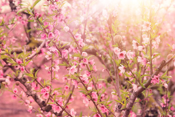 background of spring blossom tree with pink beautiful flowers. selective focus