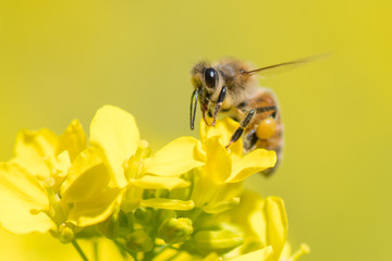 Honey bee on canola flower