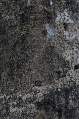 Background and texture of surface tree or wood in mangrove forest. 