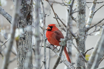 Cardinals in the Spring time