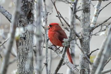 Cardinals in the Spring time