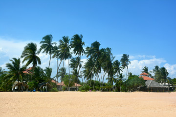 Beautiful view of the tropical beach with coconut palm-trees near Tangalle, Sri Lanka