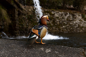 Mandarin duck (Aix galericulata) - a perching duck species found in East Asia. The adult male has a...