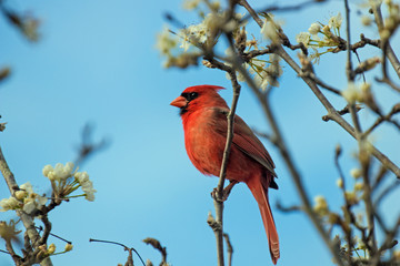 Cardinals in the Spring time