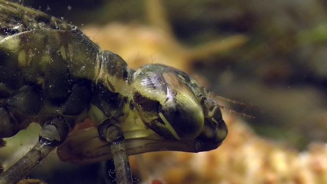 Mosaikjunger, Libellenlarve