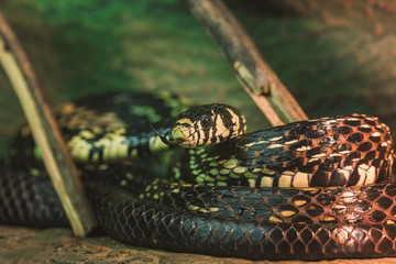 Close up head of Black snake with yellow spots