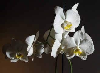 Orchid on black background