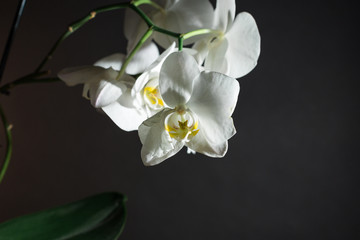 Naklejka na ściany i meble Orchid on black background