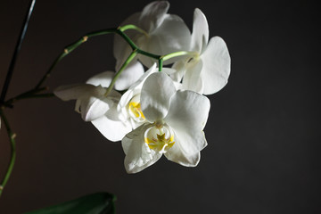 Fototapeta na wymiar Orchid on black background