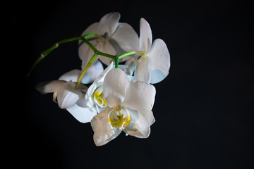 Orchid on black background