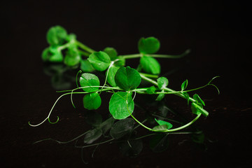 microgreen, pea green seedling of grain (seedlings in the ground, watered) petals and stems. Food background
