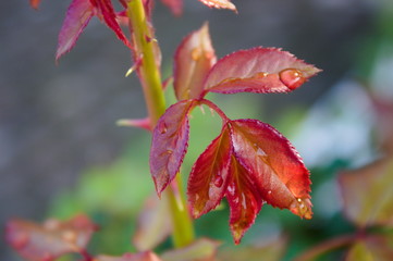 red drops