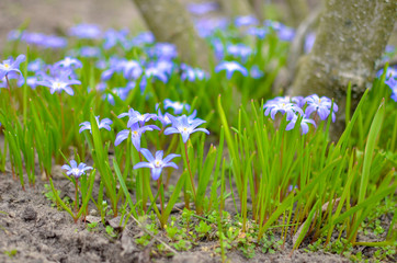 Fototapeta premium White and Purple Scilla Flowers Growing Wildly in a Field
