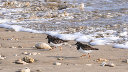 Oiseaux sur la plage