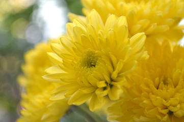 Yellow chrysanthemums flower, Chrysanthemum sp., from Thailand