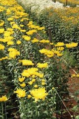 Chrysanthemums flower is beautiful in the garden