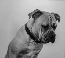 Bullmastiff is watching you 