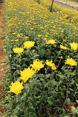 Obraz premium Chrysanthemums flower is beautiful in the garden