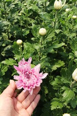 Chrysanthemums flower is beautiful in the garden