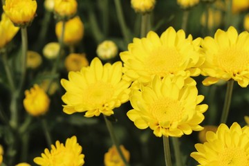 Chrysanthemums flower is beautiful in the garden