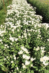 Chrysanthemums flower is beautiful in the garden